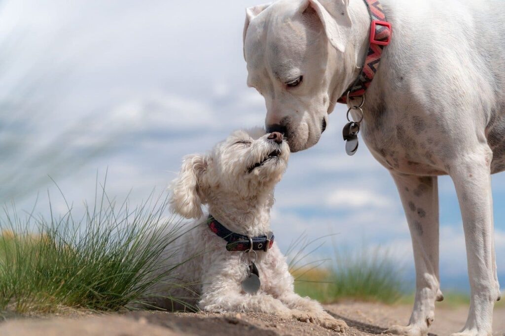 Urlaub mit dem Hunde