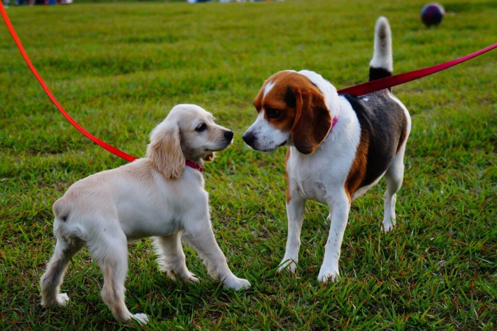 Kluge Hunde