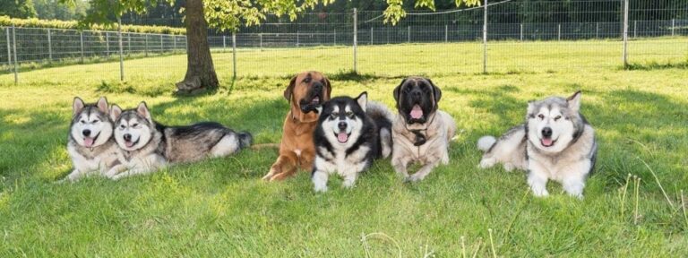 dein erster Hund? Ratgeber