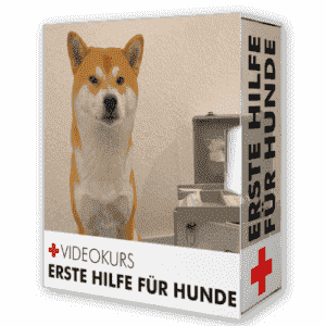 Erste-Hilfe- Videokurs für Hundebesitzer/in