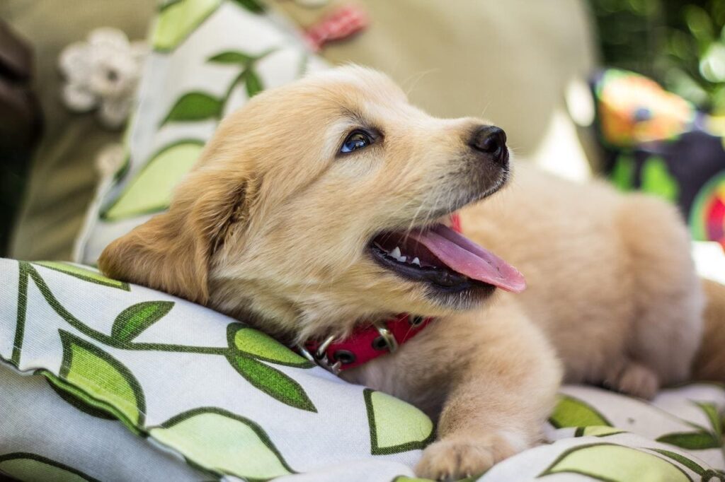 Wie du dein passender Hund für dich findest?