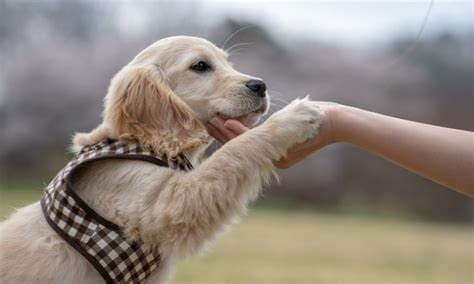 Wie du dein passenden Hund für dich findest?