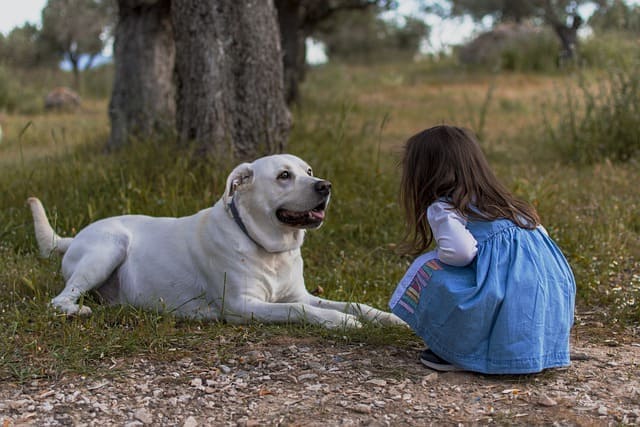 Kinder und Hunde im Haushalt?