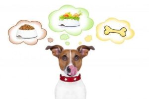 Ernährung & Pflege des Hundes