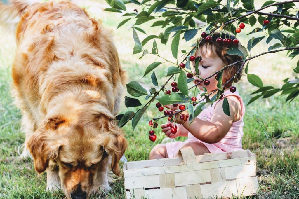 Kinder und Hunde im Haushalt?