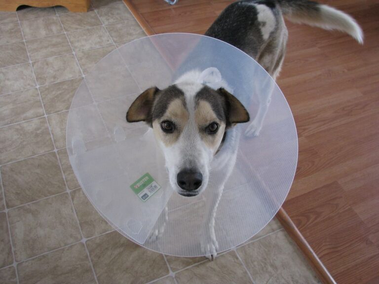 Die hunde Gesundheits Bibel von Hundeo