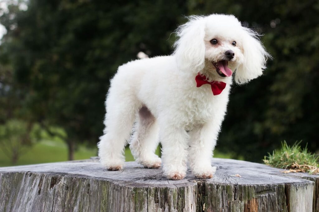 Wie du dein passender Hund für dich findest?