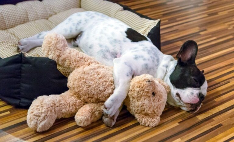Kinder und Hunde im Haushalt?