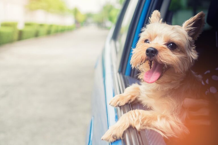 Urlaub mit dem Hund