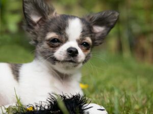 Dein erster Hund? Ratgeber