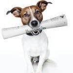 Wie du dein passender Hund für dich findest?